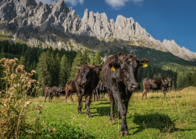 Wagyu